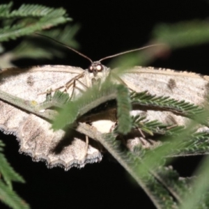 Ectropis fractaria at Ainslie, ACT - 8 Feb 2019 09:36 PM