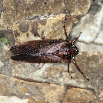 Tettigarcta crinita (Alpine Hairy Cicada) at Cotter River, ACT - 7 Feb 2019 by ibaird