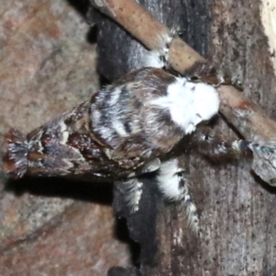 Genduara acedesta (Painted Clear Winged Snout Moth) at Mount Ainslie - 8 Feb 2019 by jb2602