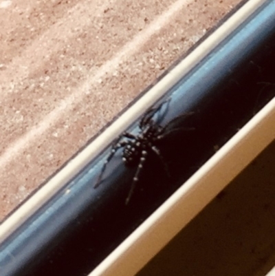 Nyssus albopunctatus (White-spotted swift spider) at Tathra, NSW - 9 Feb 2019 by Suzhop