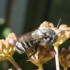 Megachile sp. (several subgenera) (Resin Bees) at Kambah, ACT - 8 Feb 2019 by HarveyPerkins