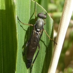 Therevidae (family) (Unidentified stiletto fly) at Kambah, ACT - 9 Feb 2019 by HarveyPerkins