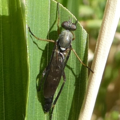 Therevidae (family) (Unidentified stiletto fly) at Kambah, ACT - 8 Feb 2019 by HarveyPerkins