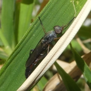 Therevidae (family) at Kambah, ACT - 9 Feb 2019