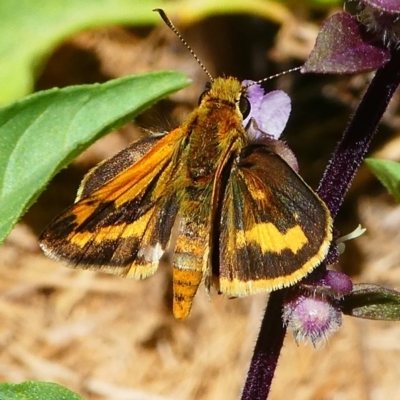 Ocybadistes walkeri (Green Grass-dart) at Kambah, ACT - 9 Feb 2019 by HarveyPerkins