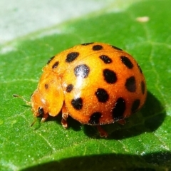 Epilachna sumbana (A Leaf-eating Ladybird) at Kambah, ACT - 9 Feb 2019 by HarveyPerkins