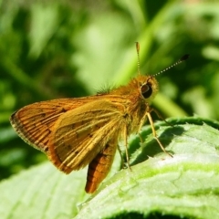 Ocybadistes walkeri (Green Grass-dart) at Kambah, ACT - 9 Feb 2019 by HarveyPerkins