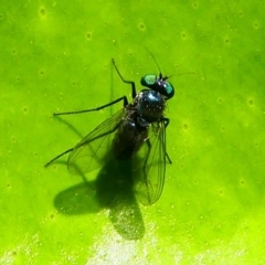 Dolichopodidae (family) (Unidentified Long-legged fly) at Kambah, ACT - 9 Feb 2019 by HarveyPerkins