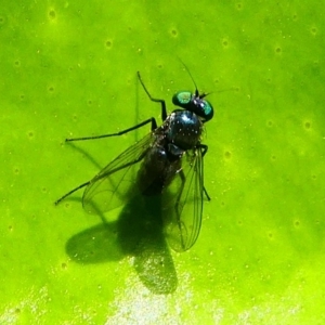 Dolichopodidae (family) at Kambah, ACT - 9 Feb 2019