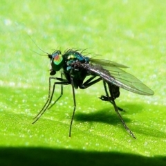 Dolichopodidae (family) (Unidentified Long-legged fly) at Kambah, ACT - 9 Feb 2019 by HarveyPerkins