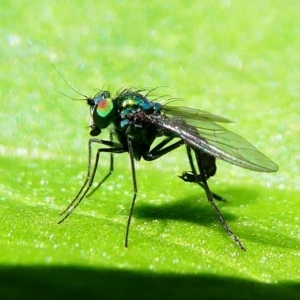 Dolichopodidae (family) at Kambah, ACT - 9 Feb 2019