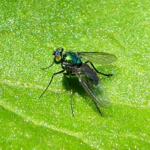 Dolichopodidae (family) at Kambah, ACT - 9 Feb 2019