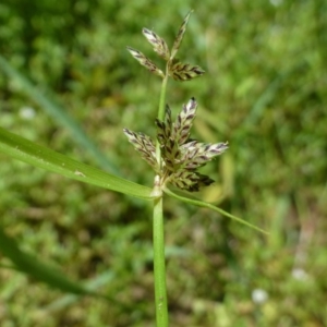 Cyperus sanguinolentus at Aranda, ACT - 9 Feb 2019