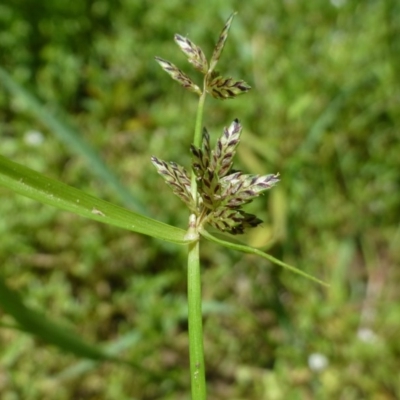 Cyperus sanguinolentus (A Sedge) at Aranda, ACT - 8 Feb 2019 by RWPurdie