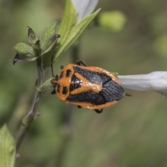 Agonoscelis rutila (Horehound bug) at Higgins, ACT - 9 Feb 2019 by AlisonMilton