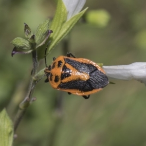 Agonoscelis rutila at Higgins, ACT - 9 Feb 2019