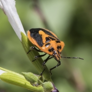 Agonoscelis rutila at Higgins, ACT - 9 Feb 2019 01:14 PM