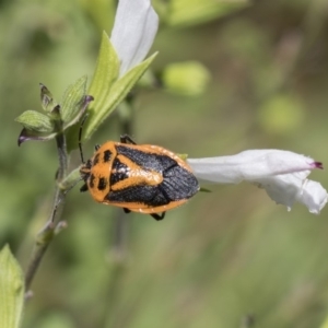 Agonoscelis rutila at Higgins, ACT - 9 Feb 2019