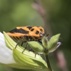 Agonoscelis rutila at Higgins, ACT - 9 Feb 2019