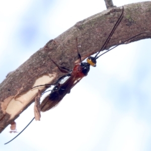 Braconidae (family) at Ainslie, ACT - 7 Feb 2019