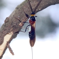 Braconidae (family) at Ainslie, ACT - 7 Feb 2019