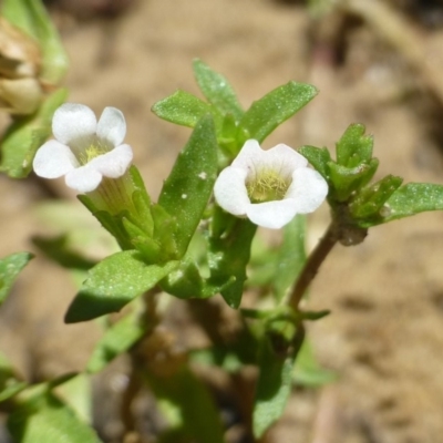 Gratiola pumilo (A Brooklime) at Aranda, ACT - 9 Feb 2019 by RWPurdie