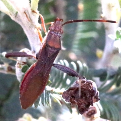 Melanacanthus scutellaris (Small brown bean bug) at Ainslie, ACT - 7 Feb 2019 by jbromilow50