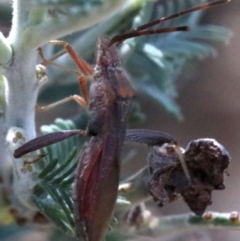 Melanacanthus scutellaris at Ainslie, ACT - 7 Feb 2019