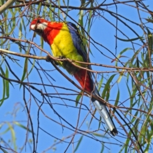 Platycercus eximius at Macarthur, ACT - 8 Feb 2019