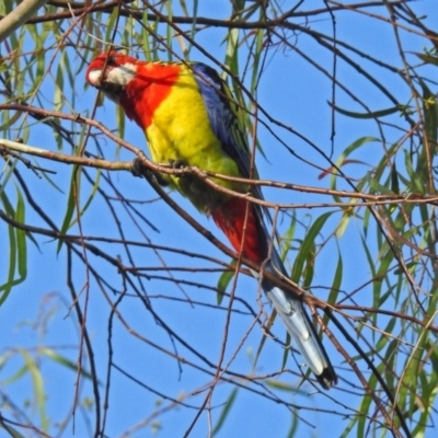 Platycercus eximius (Eastern Rosella) at Macarthur, ACT - 7 Feb 2019 by RodDeb