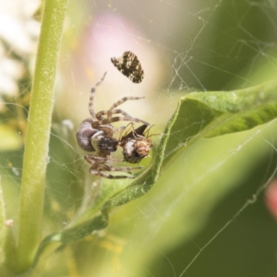 Badumna sp. (genus) (Lattice-web spider) at Acton, ACT - 8 Feb 2019 by AlisonMilton