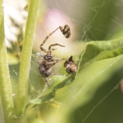 Badumna (genus) at Acton, ACT - 8 Feb 2019 10:28 AM