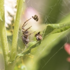 Badumna (genus) at Acton, ACT - 8 Feb 2019 10:28 AM