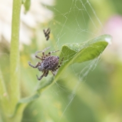 Badumna (genus) at Acton, ACT - 8 Feb 2019 10:28 AM
