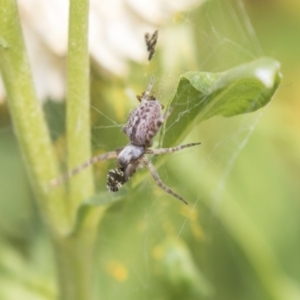 Badumna (genus) at Acton, ACT - 8 Feb 2019 10:28 AM