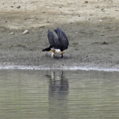 Microcarbo melanoleucos (Little Pied Cormorant) at National Arboretum Forests - 7 Feb 2019 by RodDeb