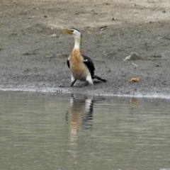 Microcarbo melanoleucos at Molonglo Valley, ACT - 8 Feb 2019