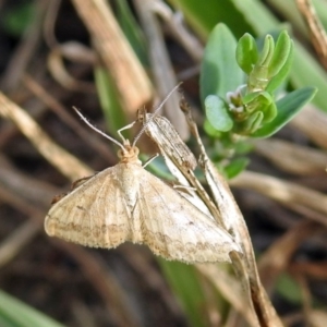 Scopula rubraria at Molonglo Valley, ACT - 8 Feb 2019 09:01 AM