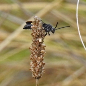 Laeviscolia frontalis at Molonglo Valley, ACT - 8 Feb 2019 08:57 AM