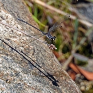 Austroargiolestes icteromelas at Acton, ACT - 8 Feb 2019 10:28 AM