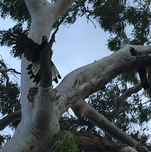 Zanda funerea at Hughes, ACT - 9 Feb 2019 12:00 AM