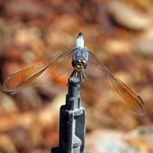 Orthetrum caledonicum at Acton, ACT - 8 Feb 2019