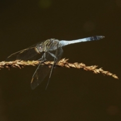 Orthetrum caledonicum at Acton, ACT - 8 Feb 2019