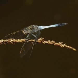 Orthetrum caledonicum at Acton, ACT - 8 Feb 2019 10:09 AM