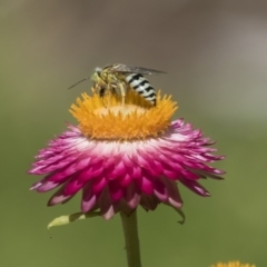 Bembix sp. (genus) (Unidentified Bembix sand wasp) at Acton, ACT - 7 Feb 2019 by AlisonMilton