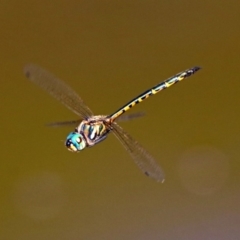 Hemicordulia australiae (Australian Emerald) at Acton, ACT - 7 Feb 2019 by RodDeb