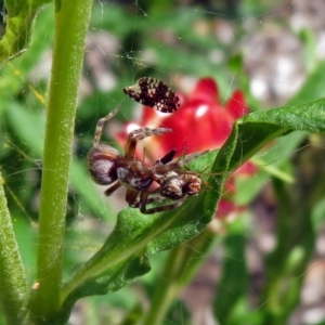 Badumna sp. (genus) at Acton, ACT - 8 Feb 2019 11:27 AM