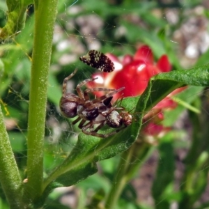 Badumna sp. (genus) at Acton, ACT - 8 Feb 2019 11:27 AM