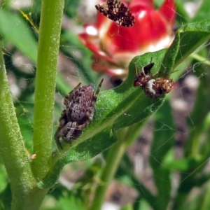 Badumna sp. (genus) at Acton, ACT - 8 Feb 2019 11:27 AM