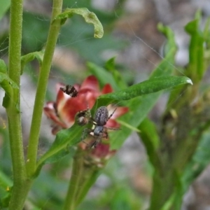 Badumna sp. (genus) at Acton, ACT - 8 Feb 2019 11:27 AM